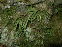 Notogrammitis patagonica. Mature plants with narrowly obovate fronds and obtuse apices growing on rock.
 Image: L.R. Perrie © Te Papa CC BY-NC 3.0 NZ